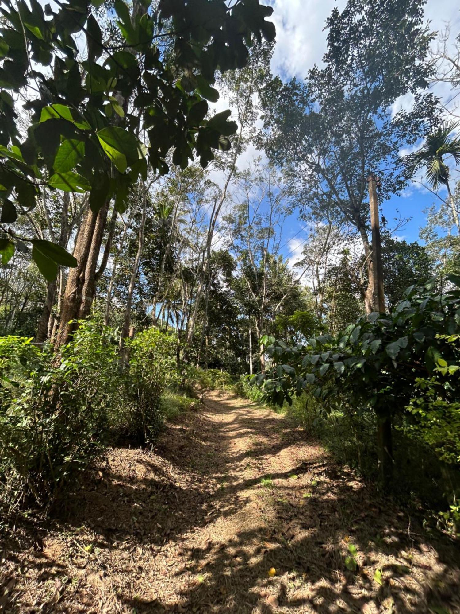 4 Bedroom Jungle * Panamaram