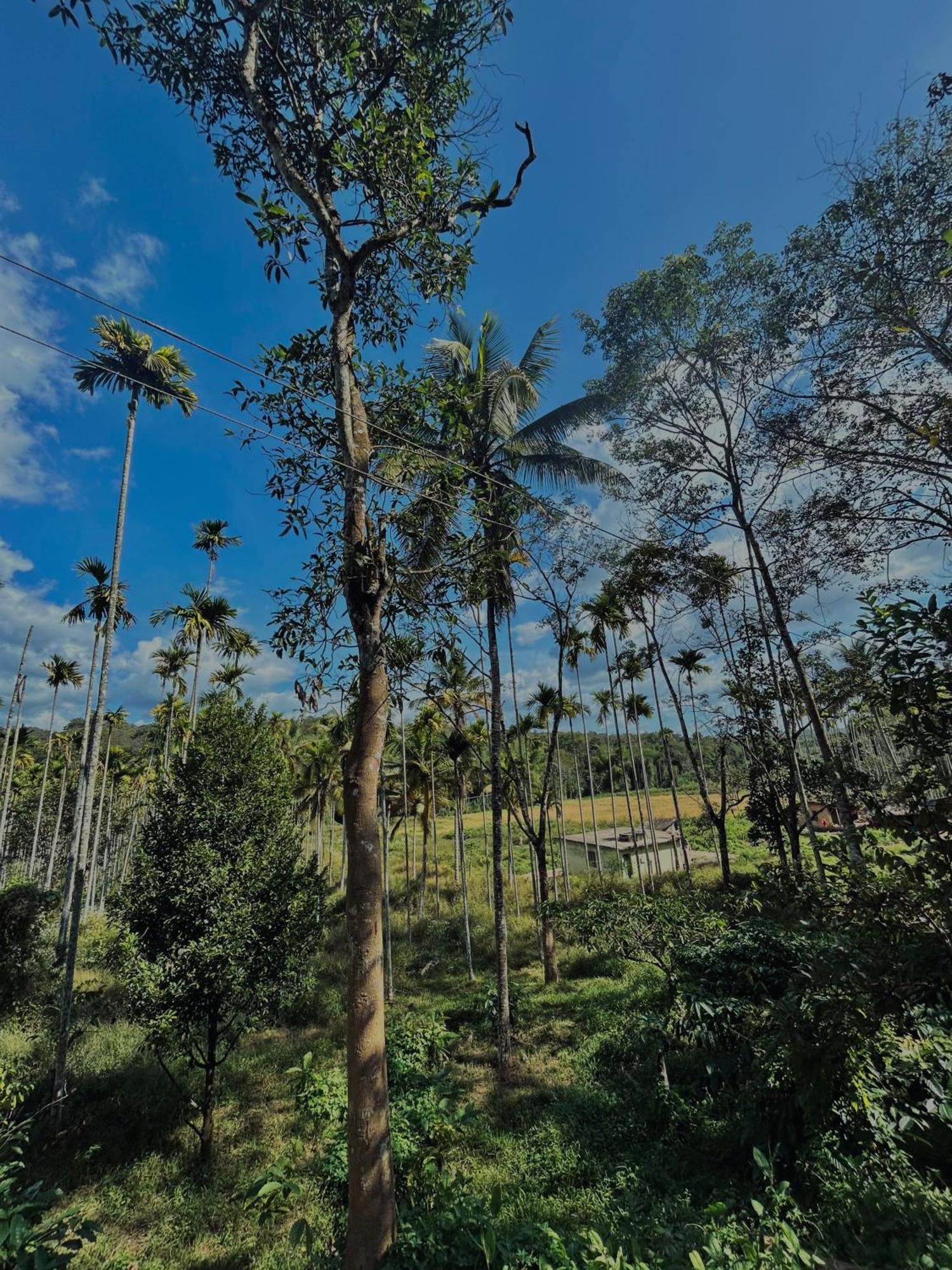 4 Bedroom Jungle Holiday home *