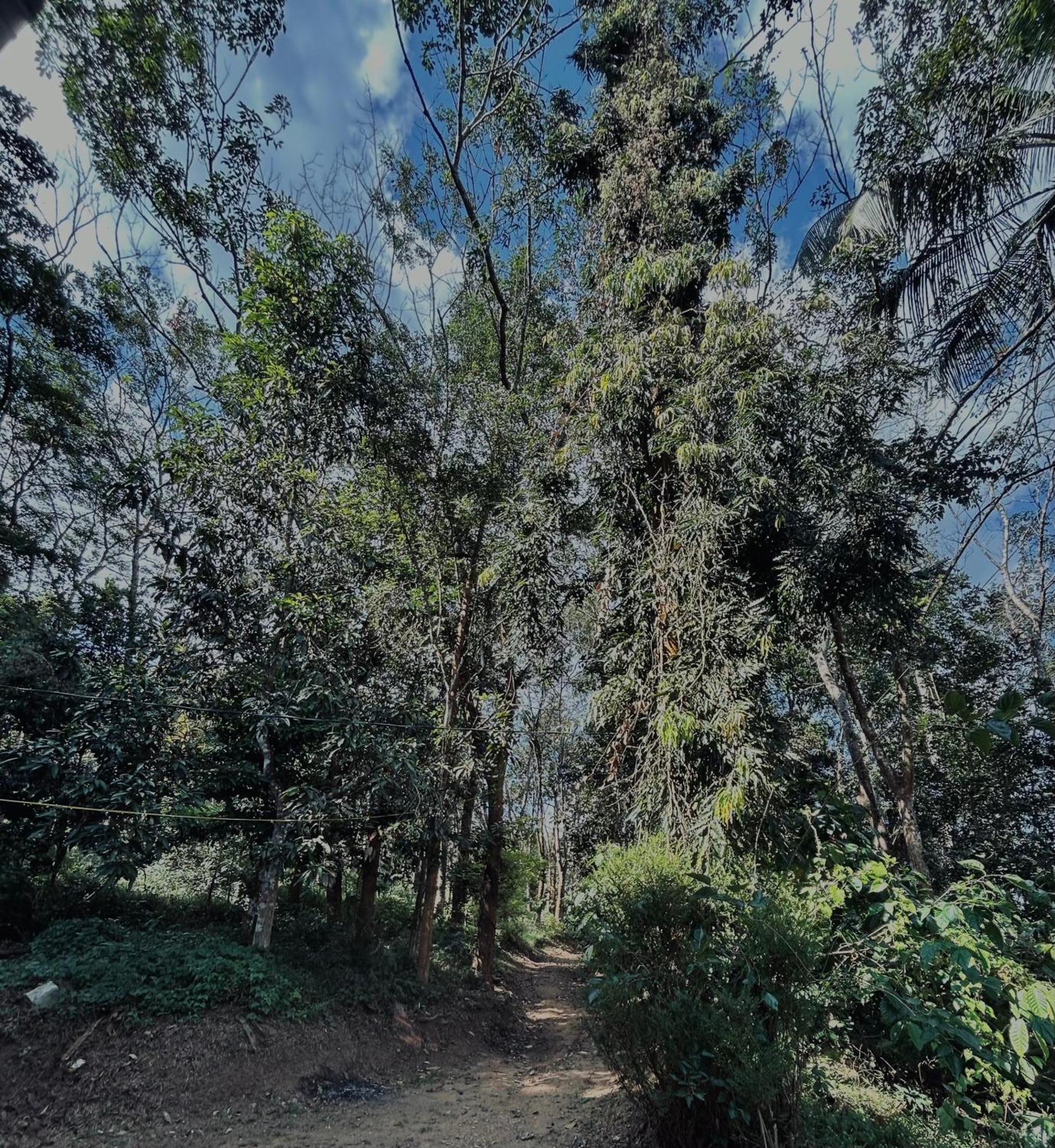 4 Bedroom Jungle Holiday home *