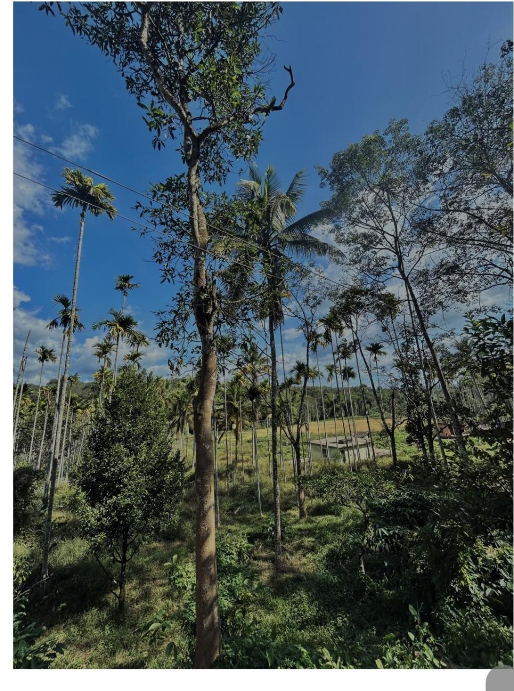 4 Bedroom Jungle Holiday home *